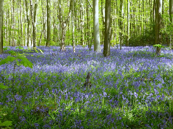 A bluebell wood